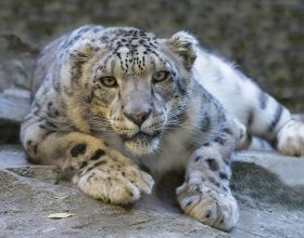 Differences between Snow Leopard and Leopard