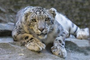 snow leopard