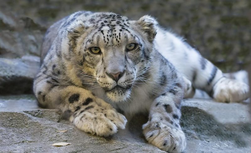 snow leopard